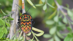 Poecilocoris splendidulus