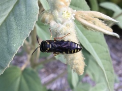 Bicyrtes insidiatrix