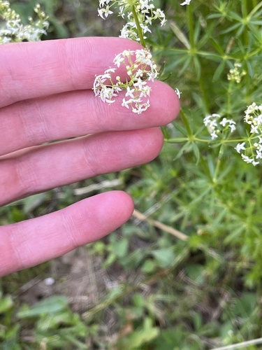 Rubiaceae image