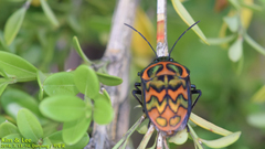 Poecilocoris splendidulus