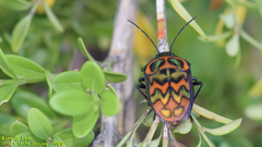 Poecilocoris splendidulus