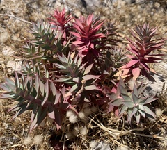 Euphorbia rigida