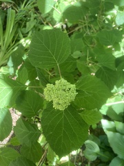 Hydrangea petiolaris