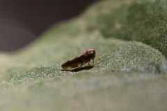 Cicadellidae