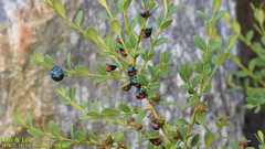Poecilocoris splendidulus