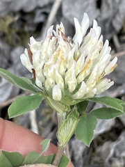 Trifolium pratense