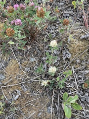 Trifolium pratense