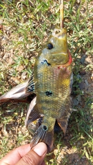 Amphilophus trimaculatus