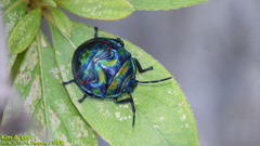 Poecilocoris splendidulus