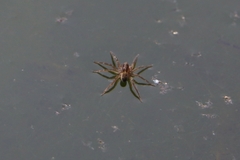 Lycosidae