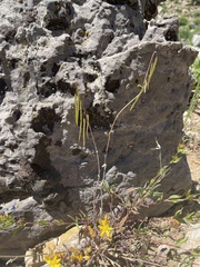 Boechera pendulocarpa