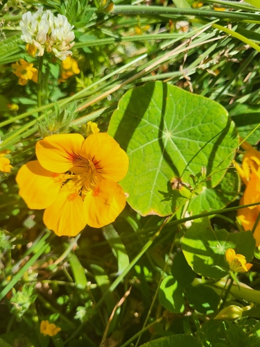 Tropaeolaceae image