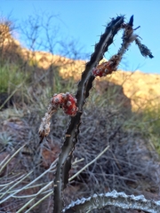 Peniocereus marianus
