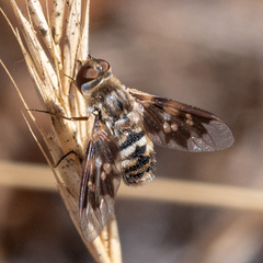 Thyridanthrax nugator