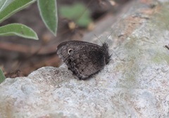 Cercyonis oetus