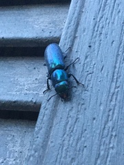 Temnoscheila virescens