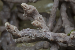 Callyspongia