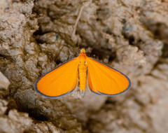 Eudulophasia invaria