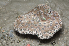 Duncanopsammia peltata