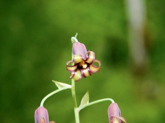 Anticlea occidentalis