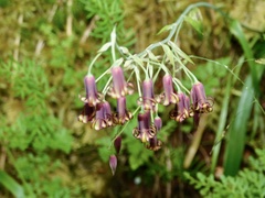 Anticlea occidentalis