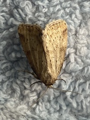 Photedes minima