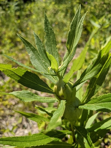 Goldenrod Gall Fly