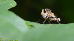 Promachus yesonicus