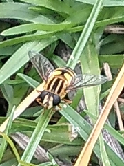 Helophilus latifrons