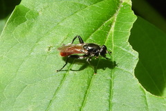 Xylota bicolor
