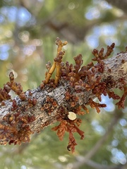 Arceuthobium cyanocarpum