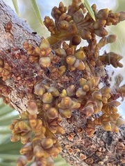 Arceuthobium cyanocarpum