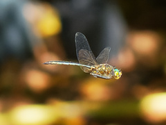 Somatochlora meridionalis