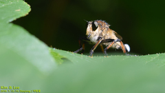 Promachus yesonicus
