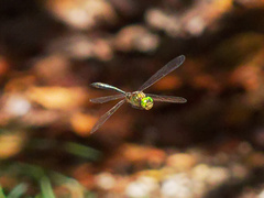 Somatochlora meridionalis