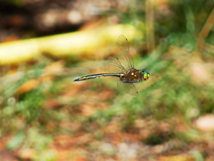 Somatochlora meridionalis