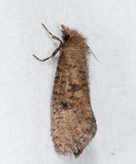 Acrolophus propinqua