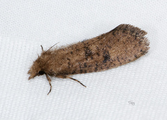 Acrolophus propinqua