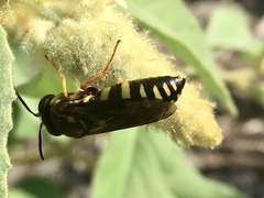 Bicyrtes insidiatrix