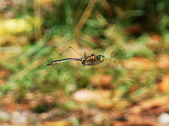 Somatochlora meridionalis