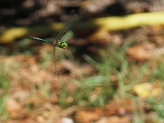 Somatochlora meridionalis
