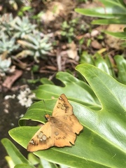 Netrocoryne repanda