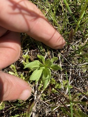 Primula mistassinica