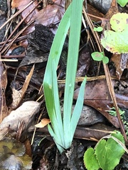 Iris verna smalliana
