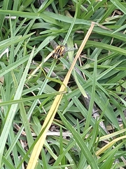 Helophilus latifrons