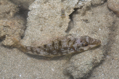 Lethrinus lentjan