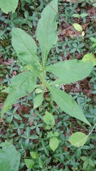 Triosteum aurantiacum