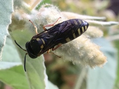 Bicyrtes insidiatrix