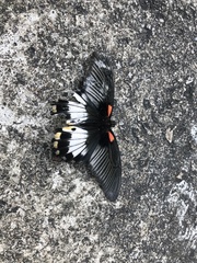 Papilio memnon