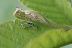 Versigonalia vermiculata